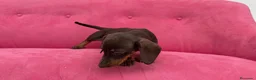 Teckel Miniatura perros en venta: Teckel chocolate 🍫♂️ - Anuncio 6