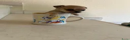 Chihuahua perros en venta: Chihuahuas micro toy máxima calidad - Anuncio 32