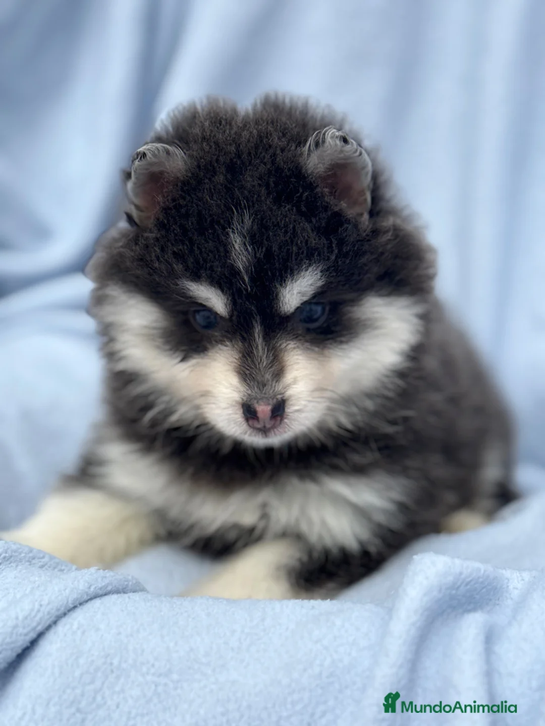 Pomsky perros en venta: dos machos y ultima hembra Pomsky ojos azules  - Anuncio 10