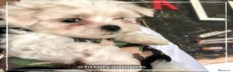 Bichón Maltés perros en venta: Camada de adorables Bichon Maltés en Madrid - Anuncio 3