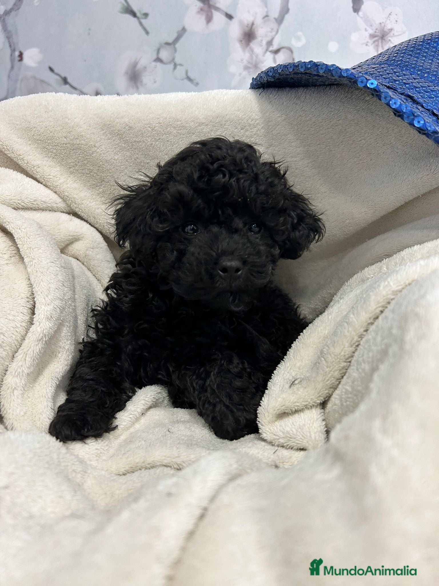 Caniche Toy perros Caniche toy negro macho - Anuncio 30