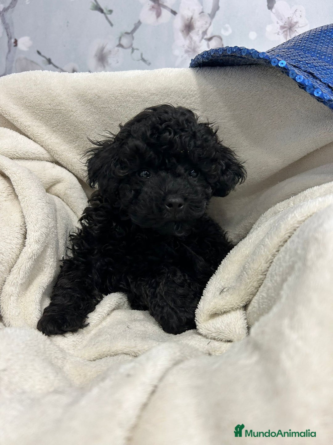 Caniche Toy perros en venta: Caniche toy negro macho - Anuncio 1