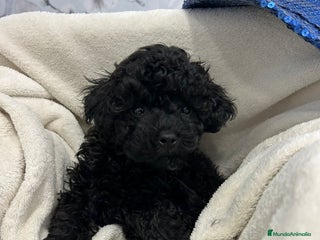 Caniche Toy perros Caniche toy negro macho - Anuncio 1