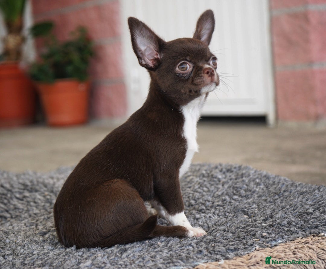 Chihuahua perros en venta: 🌈 Chihuahuas únicos: Luxor, Ronda y Paddy - Imagen 17
