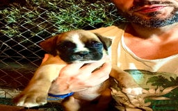 Boxer perros en venta: Boxer - Imagen 11