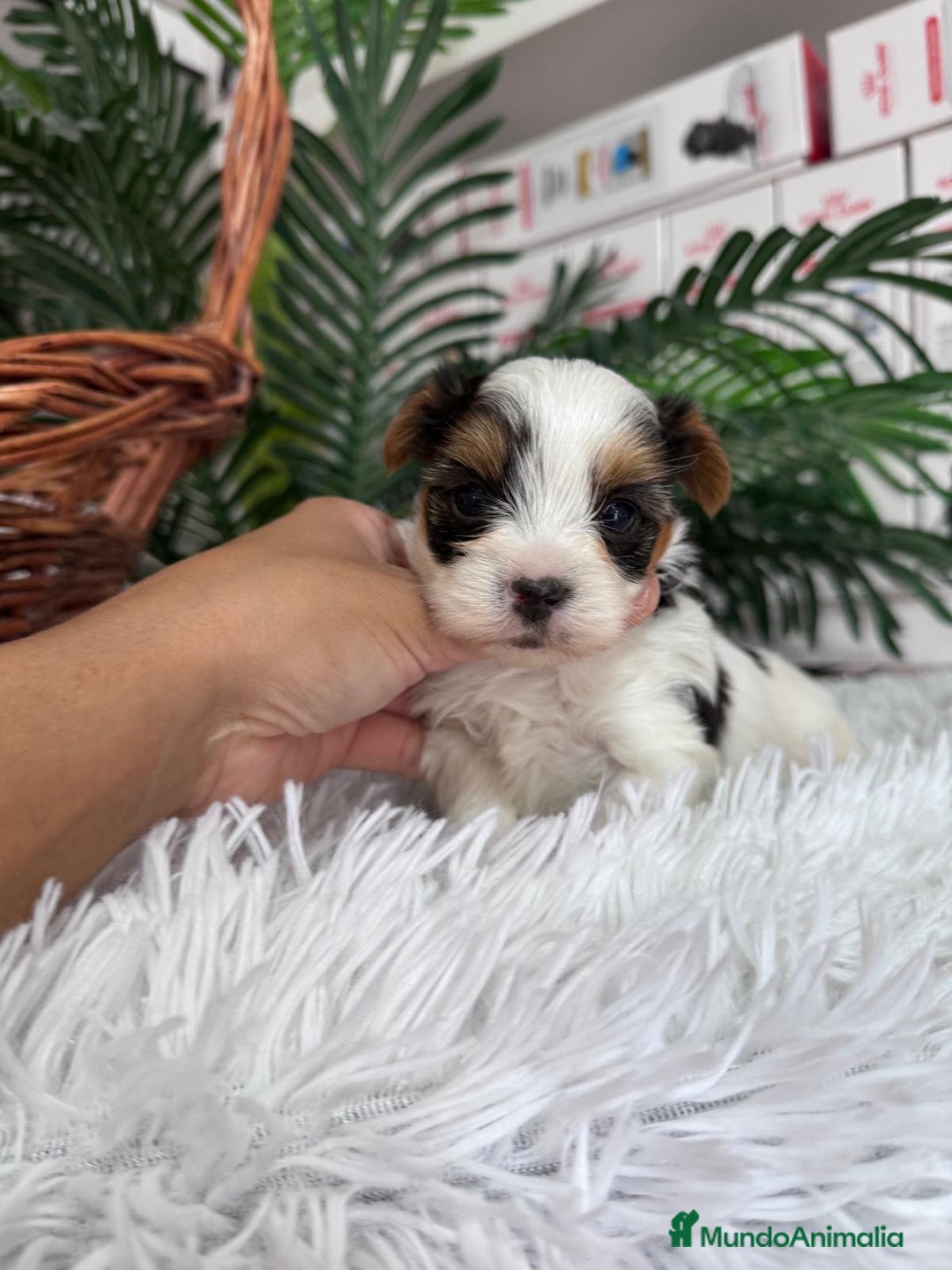 Yorkshire Terrier perros en venta: YORSKSHIRE BIEWER MACHO - Anuncio 9