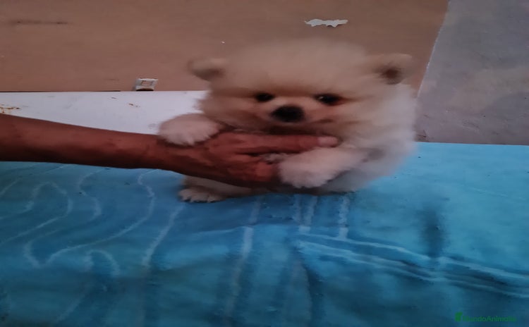Pomerania perros - Propaganda 3