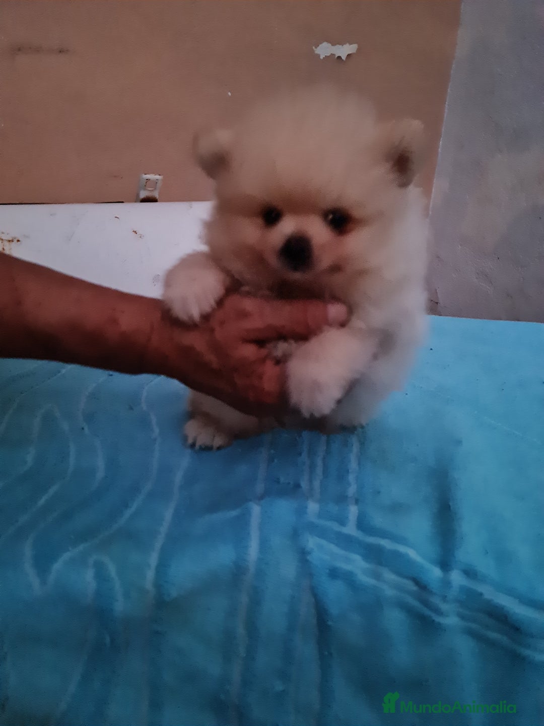 Pomerania perros en venta: Pomerania toy - Imagen 1