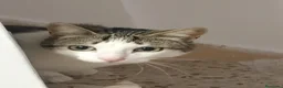 Otras razas gatos en venta: En adopción pareja de gatitos  - Anuncio 1