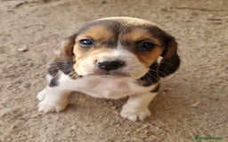 Beagle perros en venta: Cachorro de Beagle  - Imagen 1