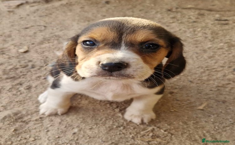 Beagle perros - Anuncio 1