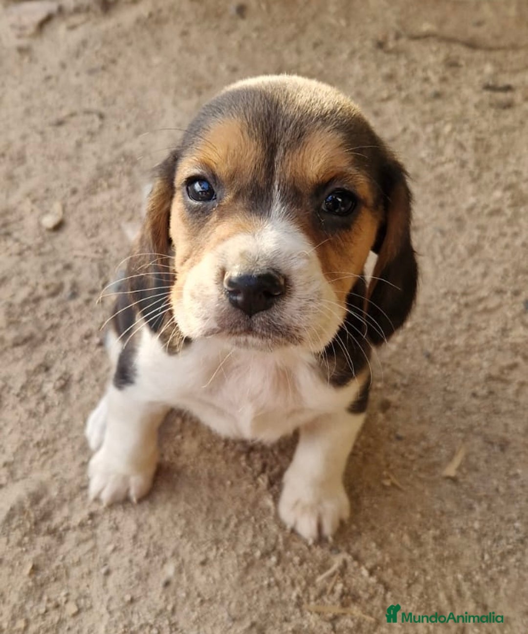 Beagle perros en venta: Cachorro de Beagle  - Imagen 1
