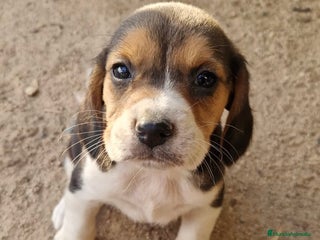 Beagle perros - Anuncio 5