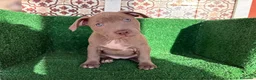 American Pit Bull Terrier perros en venta: pitbull - Anuncio 20