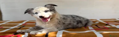 Border Collie hembra blue merle ojos azules