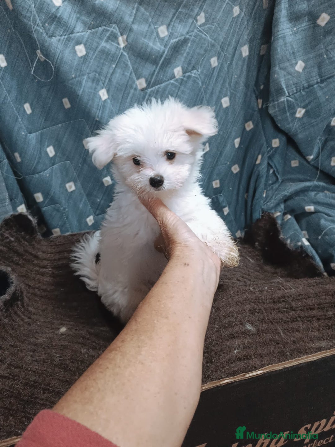 Bichón Maltés perros en venta: MACHITO CHIQUITIN DE BICHÓN MALTÉS - Anuncio 4