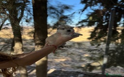 Raza Mixta perros en venta: Husky Siberiano y Lobo Artico - Imagen 11