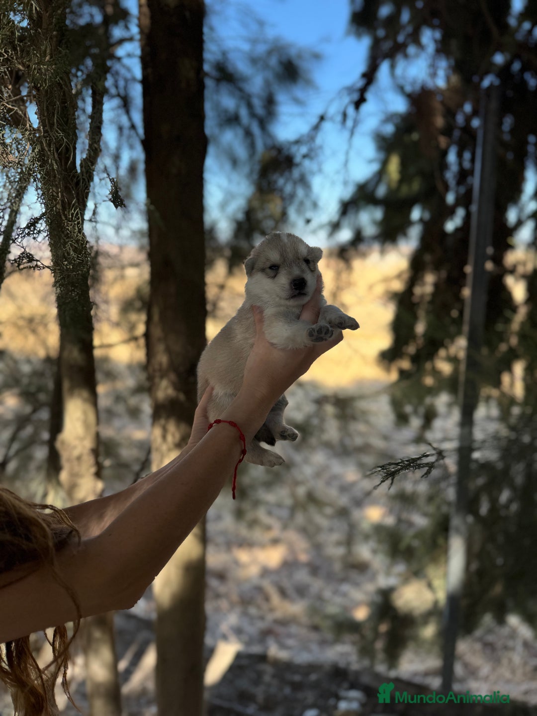 Raza Mixta perros en venta: Husky Siberiano y Lobo Artico - Imagen 11