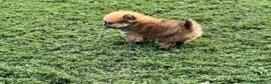 Pomerania 2