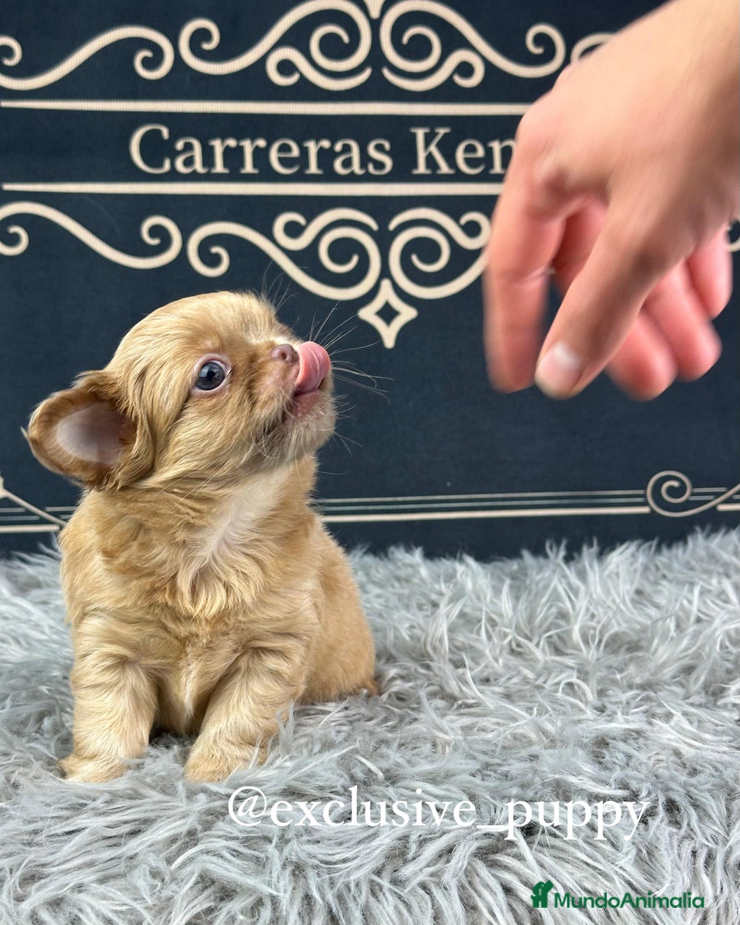 Chihuahua perros en venta: ♥️ Exclusivo Chihuahua Miniatura - Anuncio 4