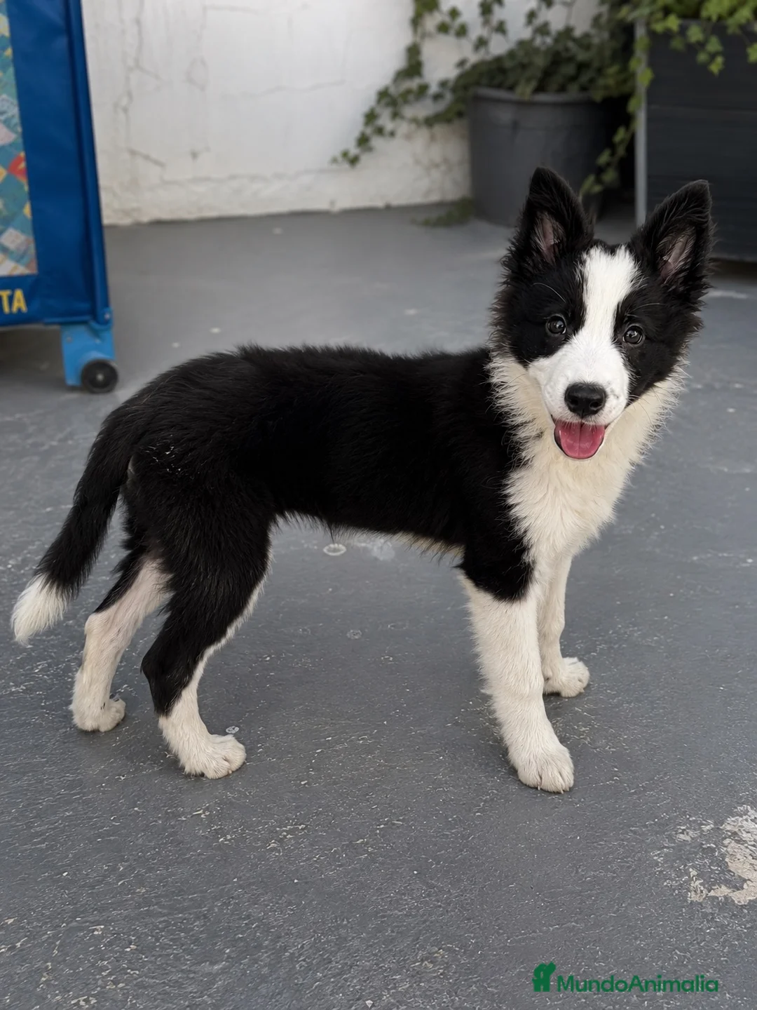 Border Collie perros en venta: BORDER COLLIE BICOLOR 🐾 - Anuncio 1