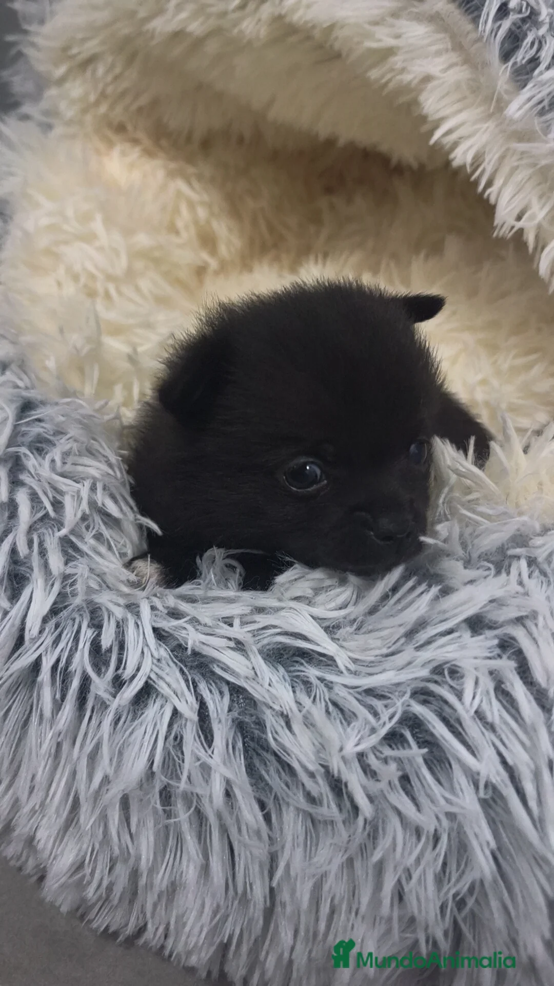 Chihuahua perros en venta: Chihuahua Toy Negro pelo largo  - Anuncio 2