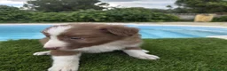 Border Collie perros en venta: Border collie lilac y chocolate de calidad  - Anuncio 4