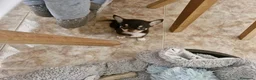 Chihuahua perros en venta: Chihuahuas - Anuncio 5