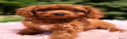 Cavapoo perros en venta: Cavapoo roja  - Anuncio 2