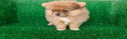 Pomerania perros en venta: pomerania - Anuncio 12