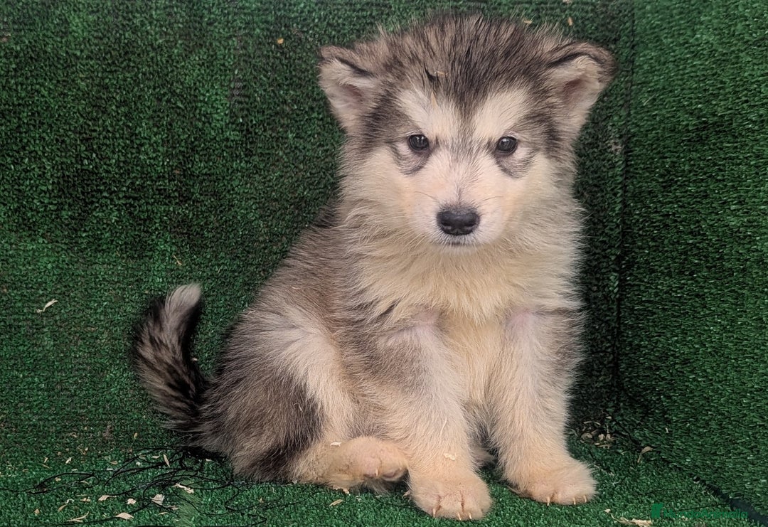 Alaskan Malamute perros en venta: Alaskan malamuten - Anuncio 7
