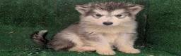 Alaskan Malamute perros en venta: Alaskan malamuten - Anuncio 7