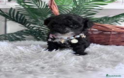 Caniche Toy perros en venta: CANICHE TOY - Anuncio 4