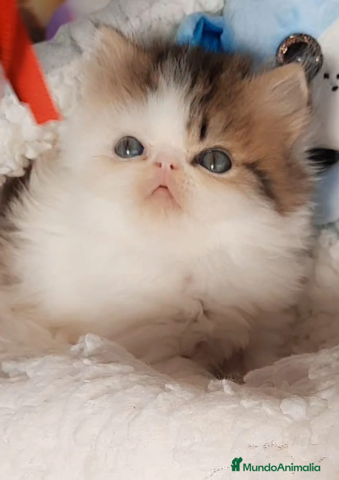 Himalayo gatos en venta: GATOS PERSAS DISPONIBLES HIMALAYOS SÚPER CHATOS en Valencia - Anuncio 8