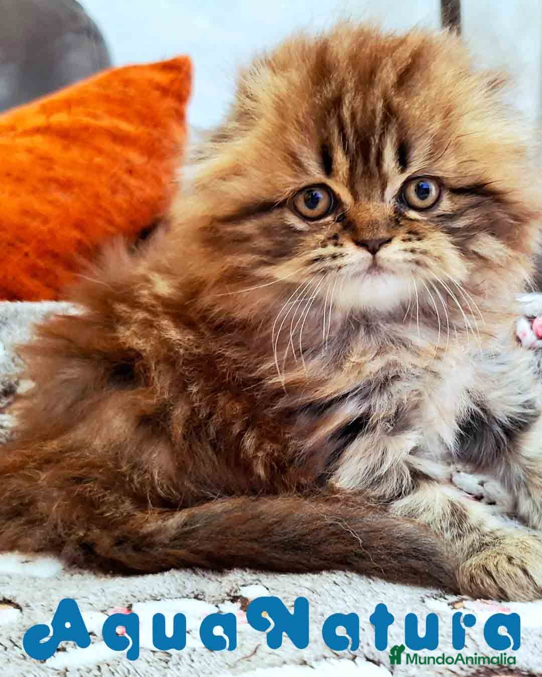 Scottish Fold gatos Scottish Fold Hembra - AQUANATURA en Barcelona - Anuncio 13