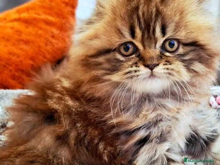 Scottish Fold gatos en Barcelona - Anuncio 7