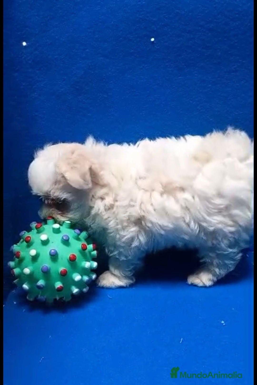 Bichón Maltés perros en venta: Bichon maltés toy - Imagen 5