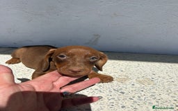 Teckel Miniatura perros en venta: Teckel mini - Imagen 6