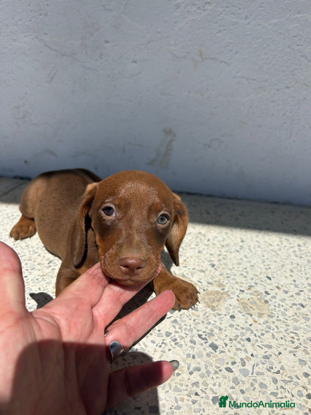 Teckel Miniatura perros en venta: Teckel mini - Imagen 6