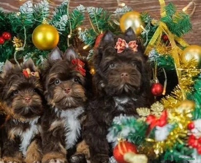 Yorkshire Terrier perros Exclusivos Yorkshire Chocolate toy - Anuncio 8