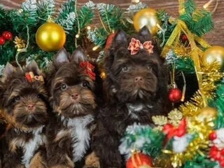 Yorkshire Terrier perros Exclusivos Yorkshire Chocolate toy - Anuncio 9