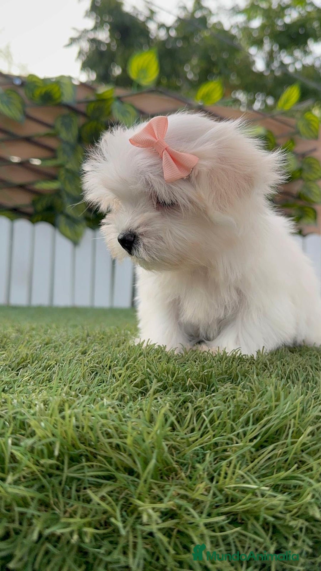 Bichón Maltés perros en venta: BICHON MALTES HEMBRA LISTA PARA ENTREGAR - Imagen 18