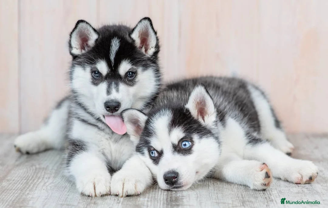 Husky Siberiano perros en venta: HUSKY SIBERIANO CACHORROS 631 67 03 85  - Anuncio 2