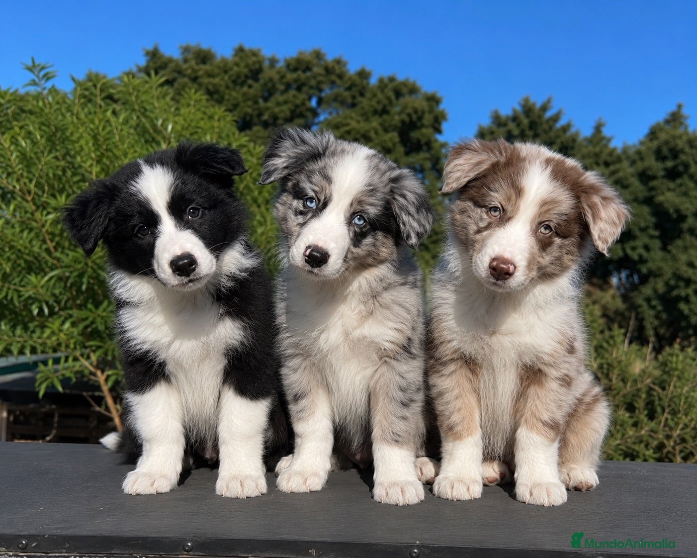 Border Collie perros Border Collie: Bicolor, Merle y Choco Merle🖤🩶🤎 - Anuncio 1