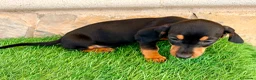 Teckel Miniatura perros en venta: Teckel miniatura negro fuego - Anuncio 13