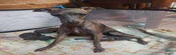 Pequeño Lebrel Italiano perros en venta: Venta galgo italiano - Anuncio 2
