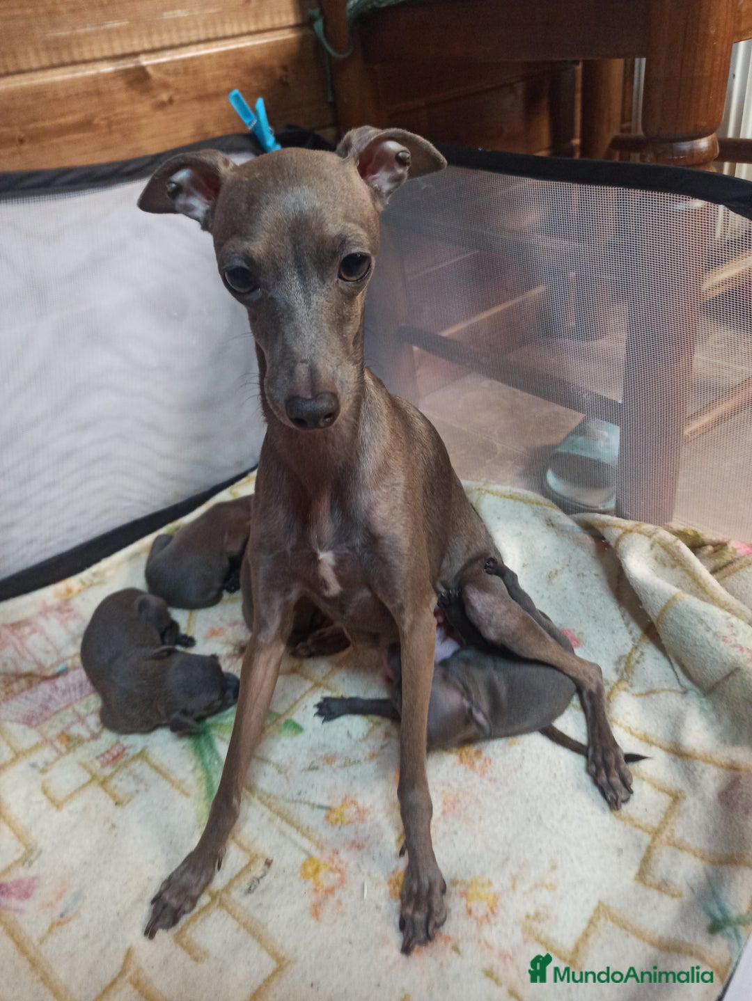 Pequeño Lebrel Italiano perros en venta: Venta galgo italiano - Anuncio 2