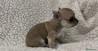Chihuahua perros - Propaganda 14