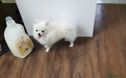 Pomerania perros en venta: Macho y hembra minis en oferta  - Imagen 4