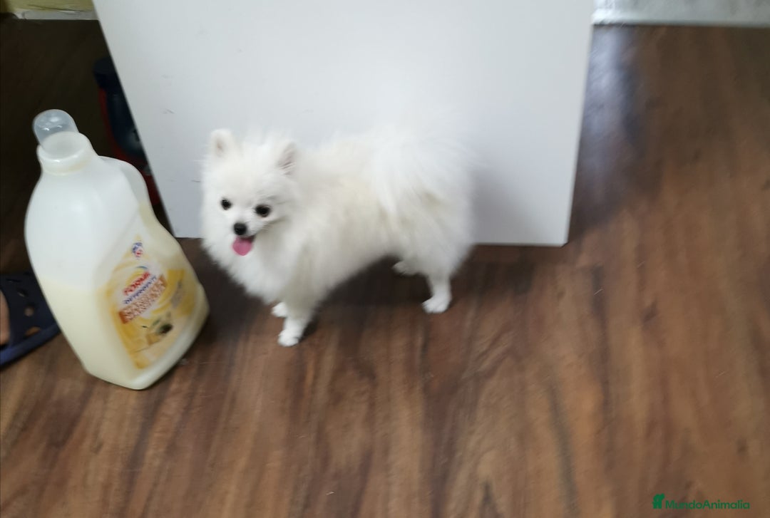 Pomerania perros en venta: Macho y hembra minis en oferta  - Imagen 4